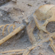 A monkey skeleton found at a pet cemetery in Berenice.